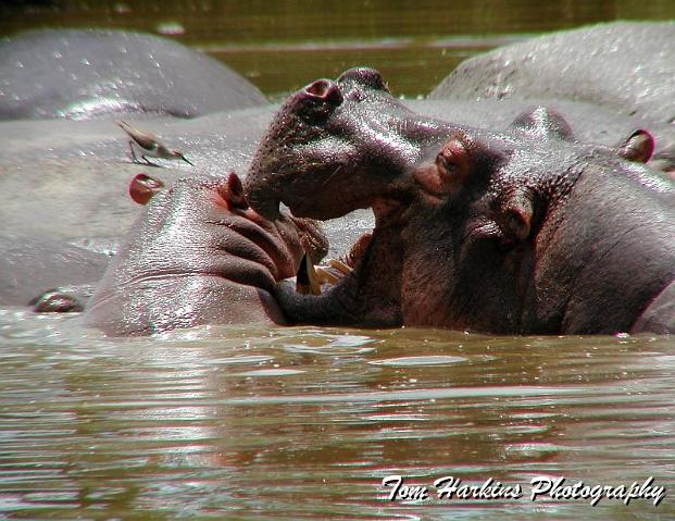 Let me whisper something in your ear.jpg